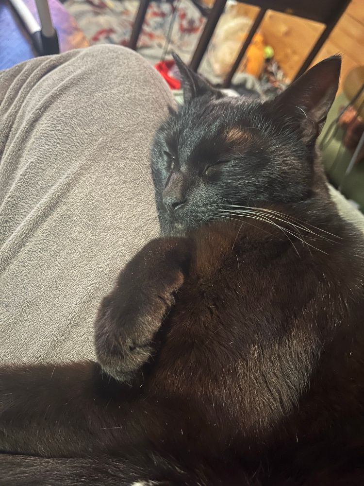 Persephone, my void kitty, fast asleep on my leg