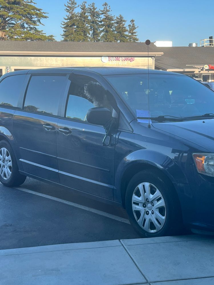 A car with a dog’s head sticking out of the window barking non stop