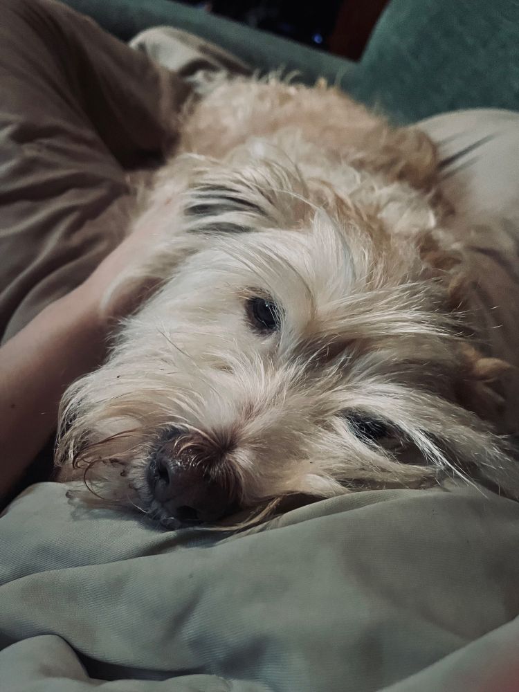Winston, my terrier mix, snuggling on a blanket on my lap