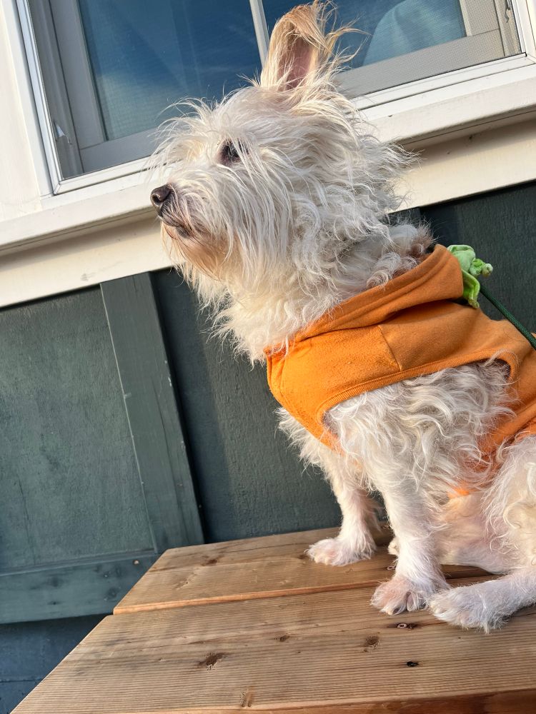 A white and cream terrier mix sitting on a bench, looking into the distance. He has a pumpkin costume on. 