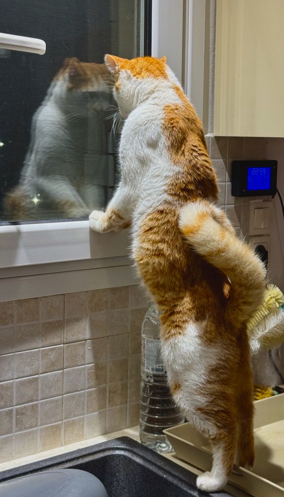 Ginger, a rather tubby, fluffy, ginger and white cats stands at the kitchen sink looking out of the window with his front paws on the white window frame.  It s dark outside so we see the reflection of his head and shoulders in the window.  The other item of note is his bushy tail which curls diagonally across his back with the top quarter curling down and back again. Looked at from the correct angle it is like a mirror image of a question mark.