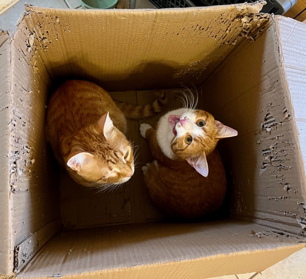 The photo looks down on two young ginger cats sitting in a deep cardboard box - the top of the box comes above their heads which makes it perfect for reaching up and scratching the inside - as can been seen by the shredded parts of the walls.  The cats are both rescues from the streets of our cretan village. Pip on the left is all ginger and has only one eye - he lives as a housecat but goes out for walks with a harness and lead. Basil is ginger and white with long white whiskers. He is best friends with Pip. He lives on the balcony with his mum but is thinking about moving inside with the humans!