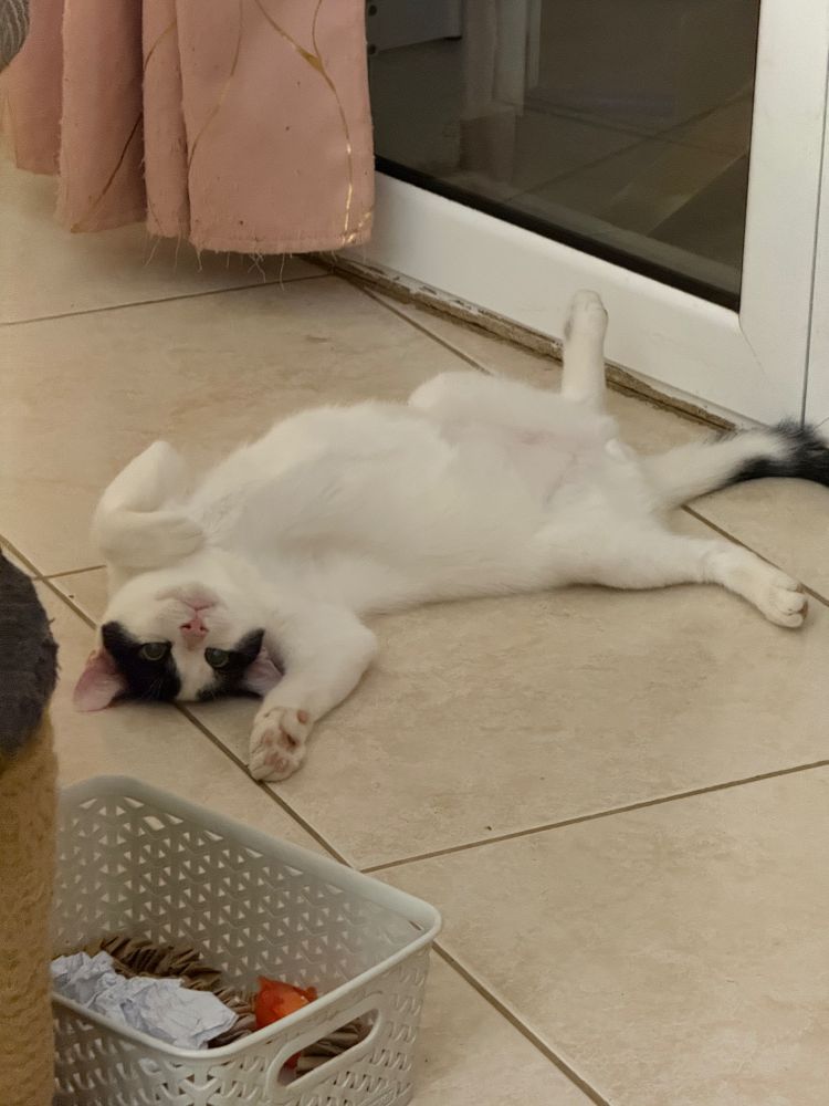 a  mainly white male cat with black ears and rail is spreadeagled on his back, all four paws akimbo. He is lying on a tiled floor in front of the balcony doors.  his eyes are closed and his left front paw is tucked under his chin. 