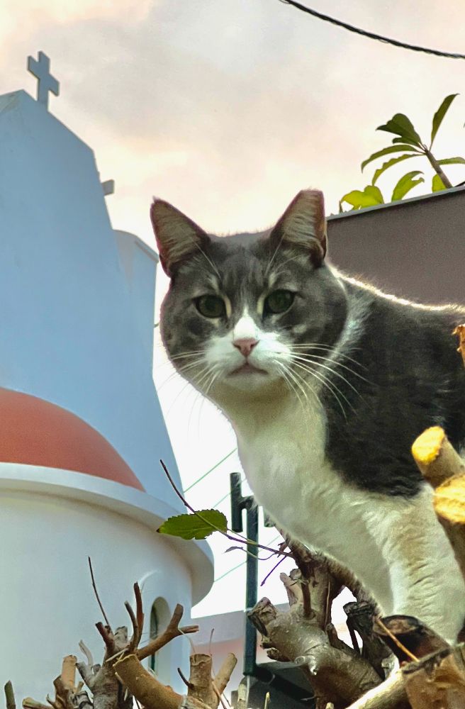 A grey and white, fairly chunky, cat sitting in a mulberry tree that has been severely pruned for the winter. In the background on the right is part of our neighbours balcony with some plumeria leaves poking over and on the left is the end of the little Greek orthodox chapel of Agios Athanasios which is just opposite our house.