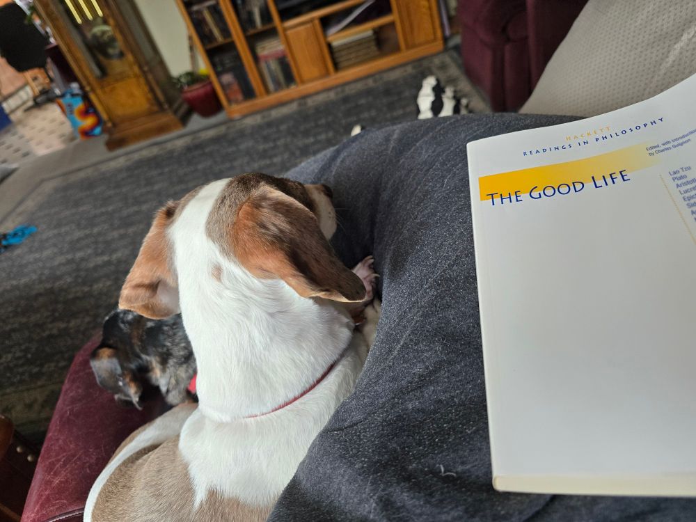 Two miniature daschunds curled up on someones lap next to a pillow. On the pillow is a white book entitled "The Good Life"