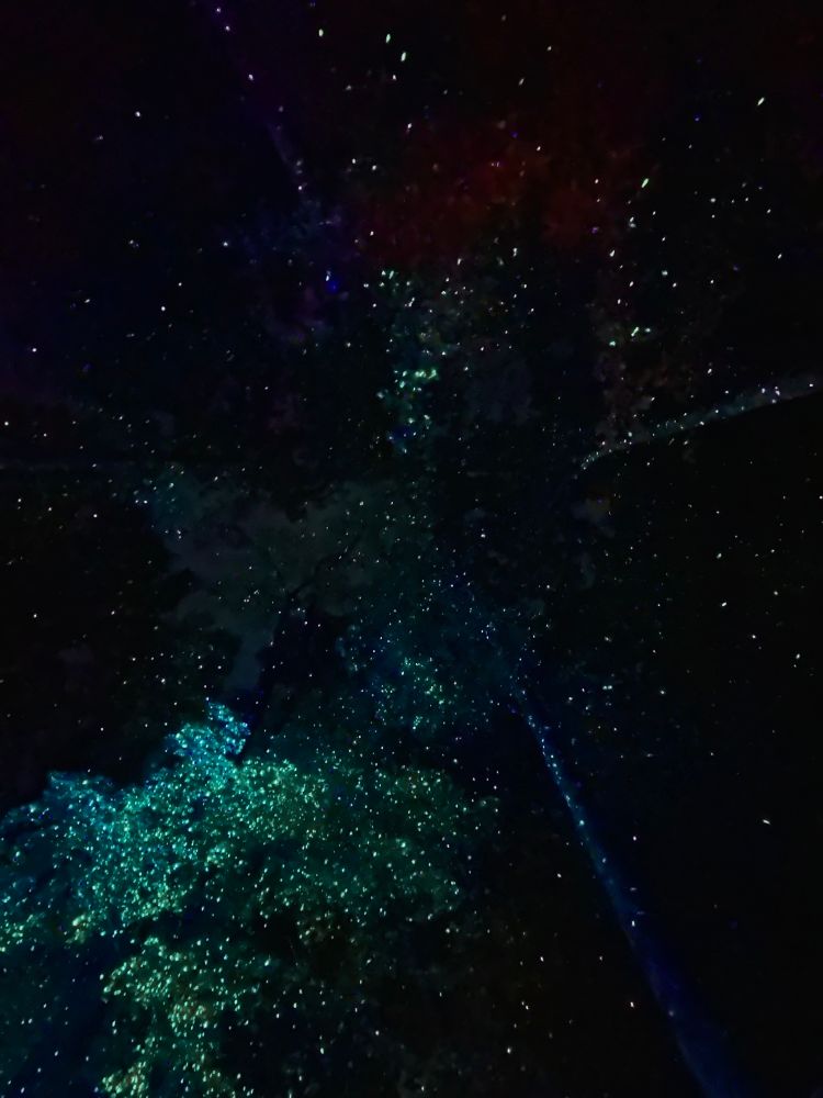 looking up at illuminated starlights hitting the leaves of the trees 