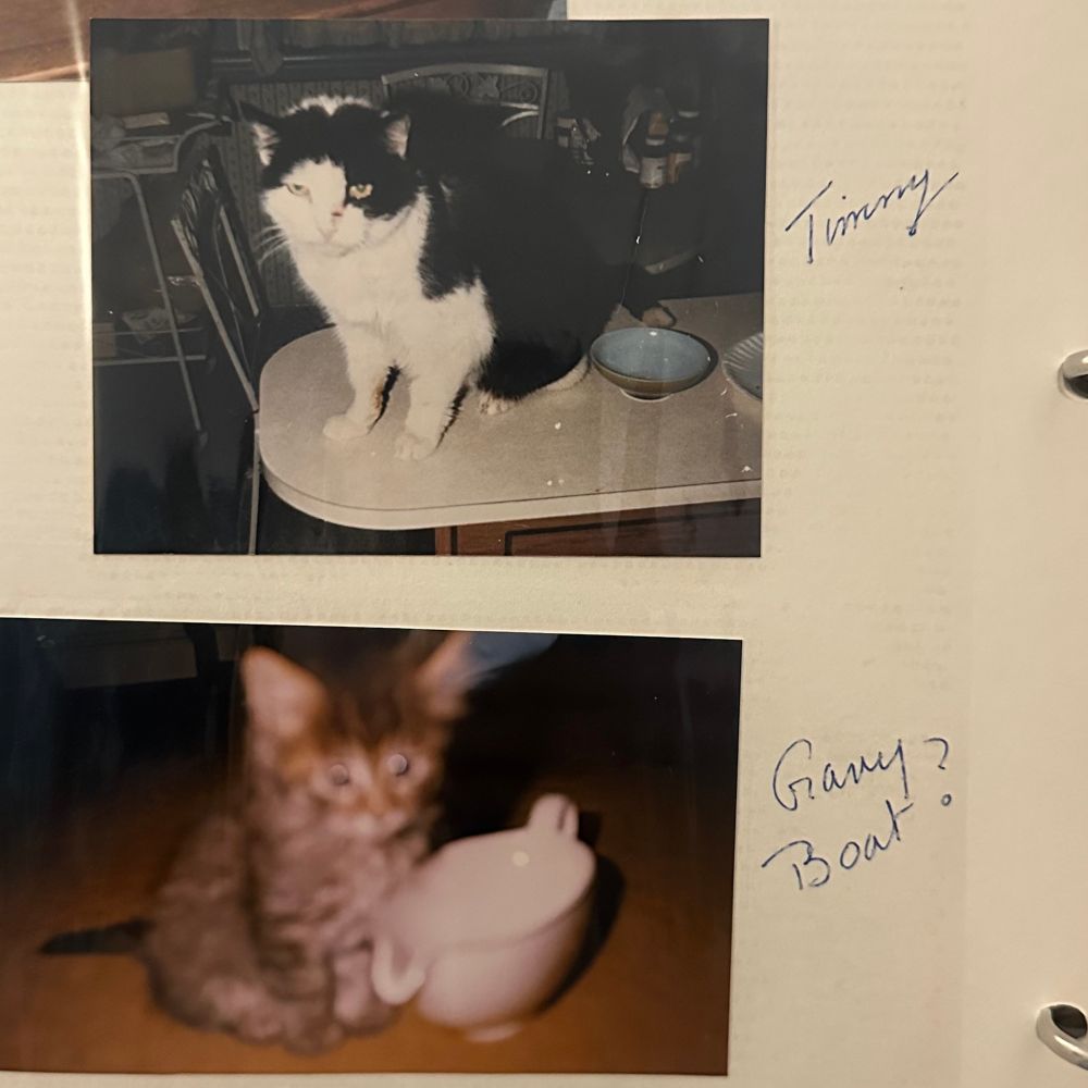 pictures dated from the 1980s
two cats. one black and white cat chillin on counter named timmy. the other one is a small little blurry cat named gravy boat? sitting next to a gravy boat. 