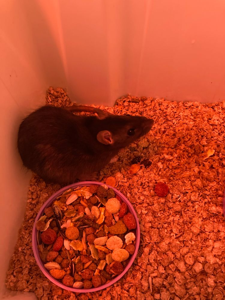 Lakrids the Trans Rat