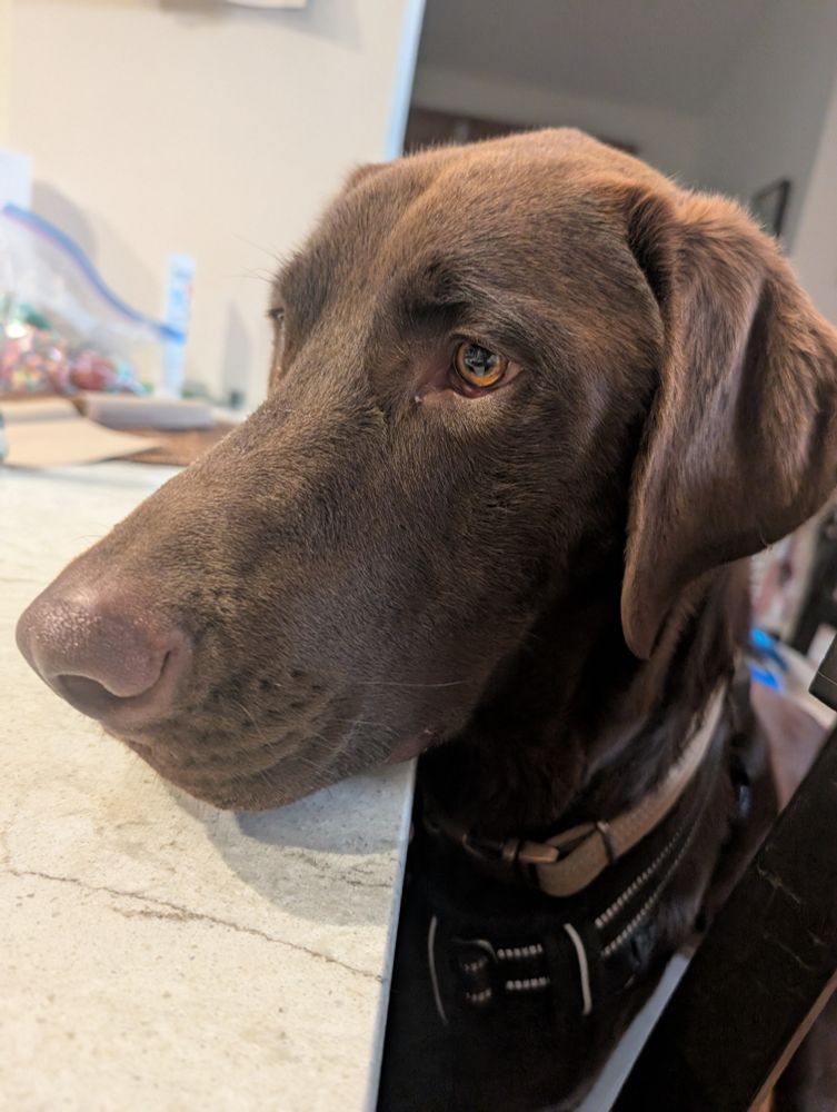 A large chocolate lab