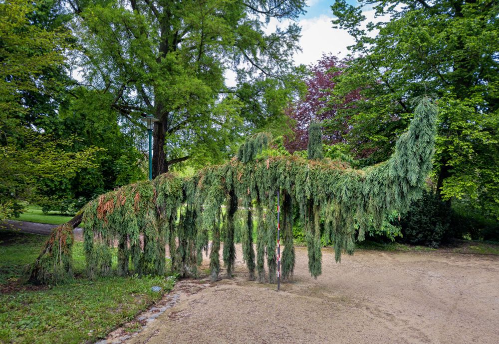 Ein ungewöhnlich gewachsener oder bewusst geformter Nadelbaum mit herabhängenden Ästen, die wie ein natürlicher Vorhang den Durchgang auf einem Parkweg verdecken. Der Baum ist durch einen rot-weiß markierten Stützpfahl in der Mitte abgestützt, um seine Form zu erhalten. Die Szenerie spielt sich in einem dicht bewachsenen Park mit verschiedenen Baumarten ab, darunter Laubbäume mit frischem Grün und rötlichem Laub im Hintergrund. Der Boden besteht aus einem hellen Kiesweg, der durch die Szenerie führt.