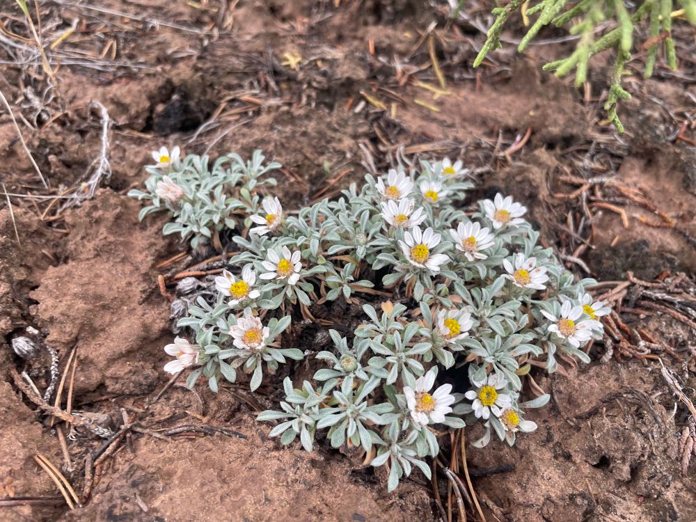Photo of cute little desert astrids with sage green leaves and white daisy like flowers growing close to the ground. 