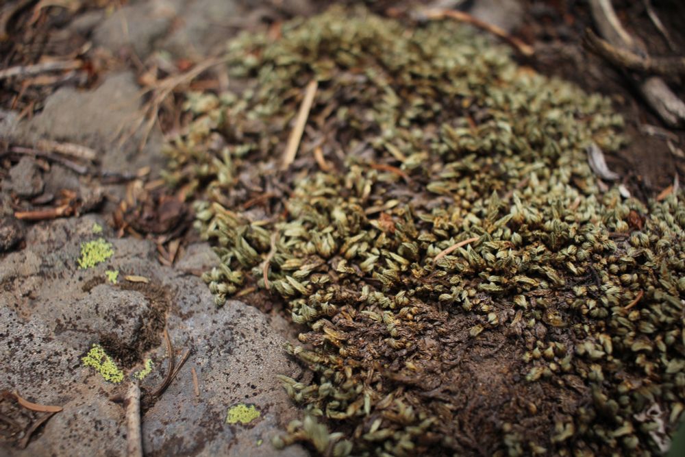 Photo of some dried out moss on a rock. 