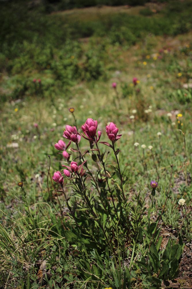 Photo of castilleja, I think. Vivid magenta flowers in a green field. 