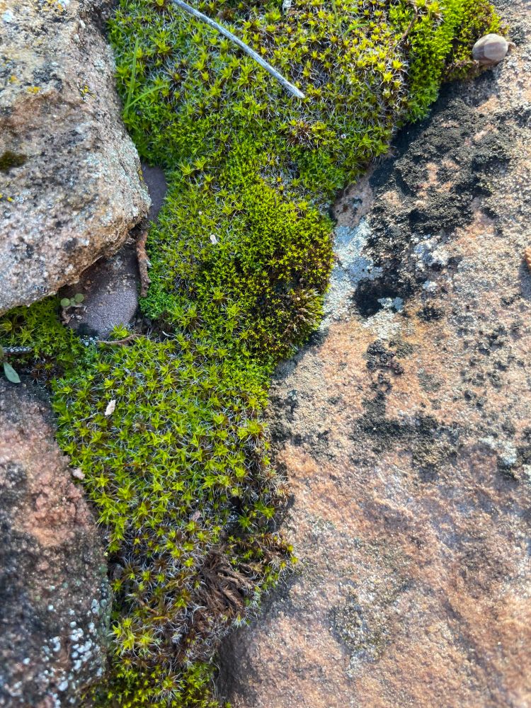Close up of bright green star shaped mosses growing on sandstone. 