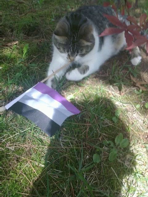 a cat is laying in the grass with a small asexual flag