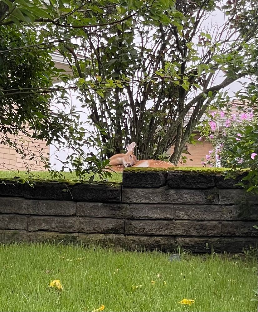 A deer is sleeping in a backyard. It’s ear is jauntily up in the air as it rests under the cover of a bush.
