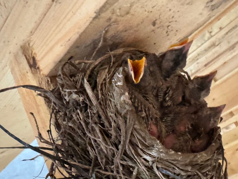 Birb.