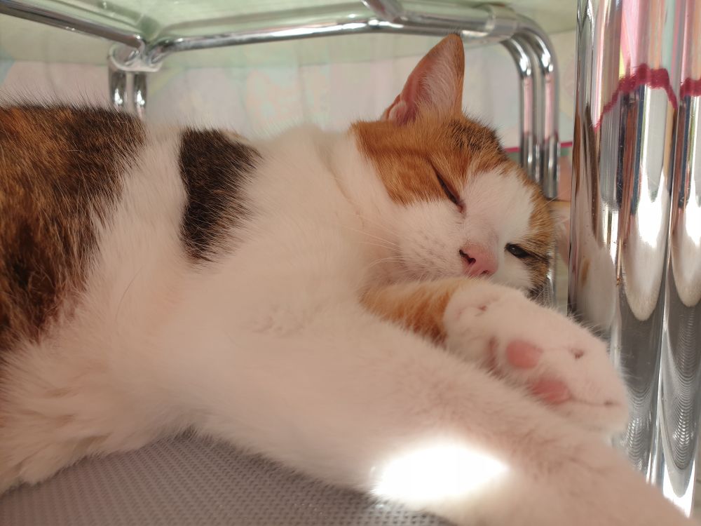 Pic of a calico cat half asleep in a chair under a table.