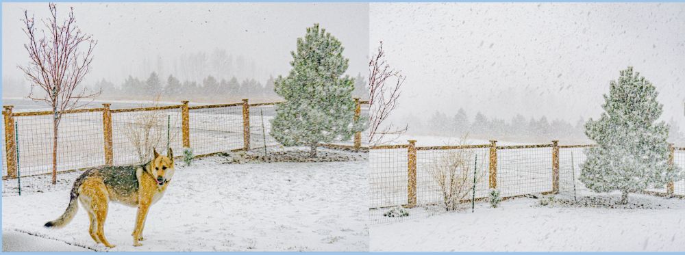 1515 and 1530 MDT. about over now. Winter-time stronger jet stream is taking shape with systems in stronger WNW flow now possibly for a few weeks. Strong winds from pre-frontal mountain wave wind events and heavy snow/blizzards can happen in this pattern. My bedroom window exploded while I was gone 16NOV2021, no good outcomes had we been in there then. Probably 200 kph gusts. Our next good shot of snow will start some time Fri, into Sun.