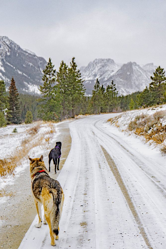 trouble here gale force W wind -4C. turned around just past corner up there 2500m, could not feel my face. ran 4-5 min. to lower timbered area. all better. Otter was being blown a bit, sliding sometimes. ice under thin snow, my spikes did great today 👍🏽