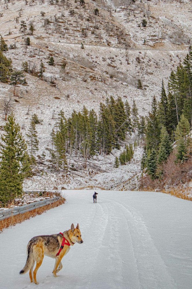 this wind-sheltered gulch on 2nd switchback 2550m only 10-15cm base. snowier winters like 2022-23 it would be 1.5m deep by Feb.