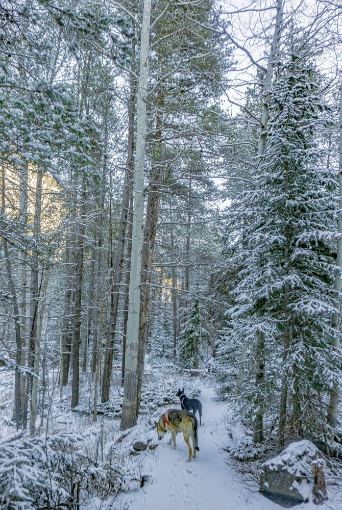 heading back, almost done 2130m. heavily shaded here