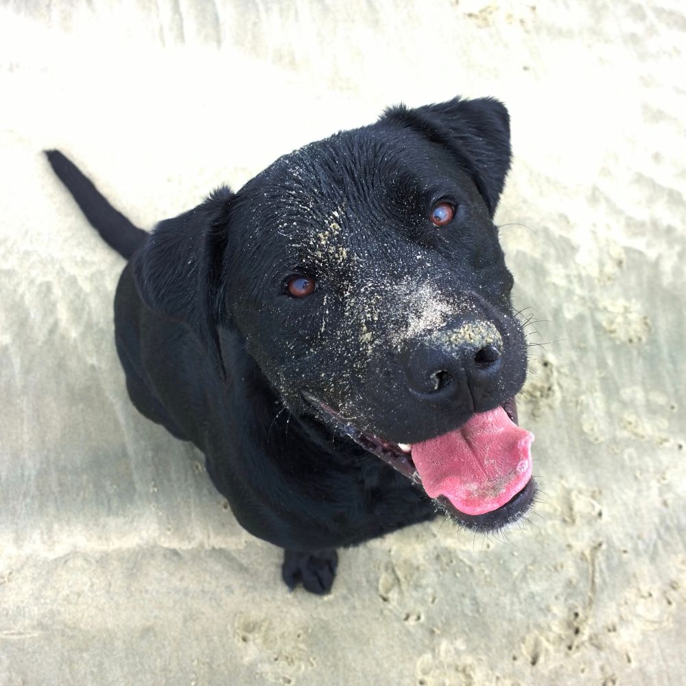 Cthulhu the black lab/rottie mix sitting on the beach, smiling at the camera with sand on his head