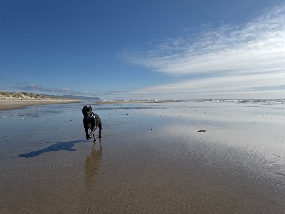Morrigan the black lab/pit mix running on the beach