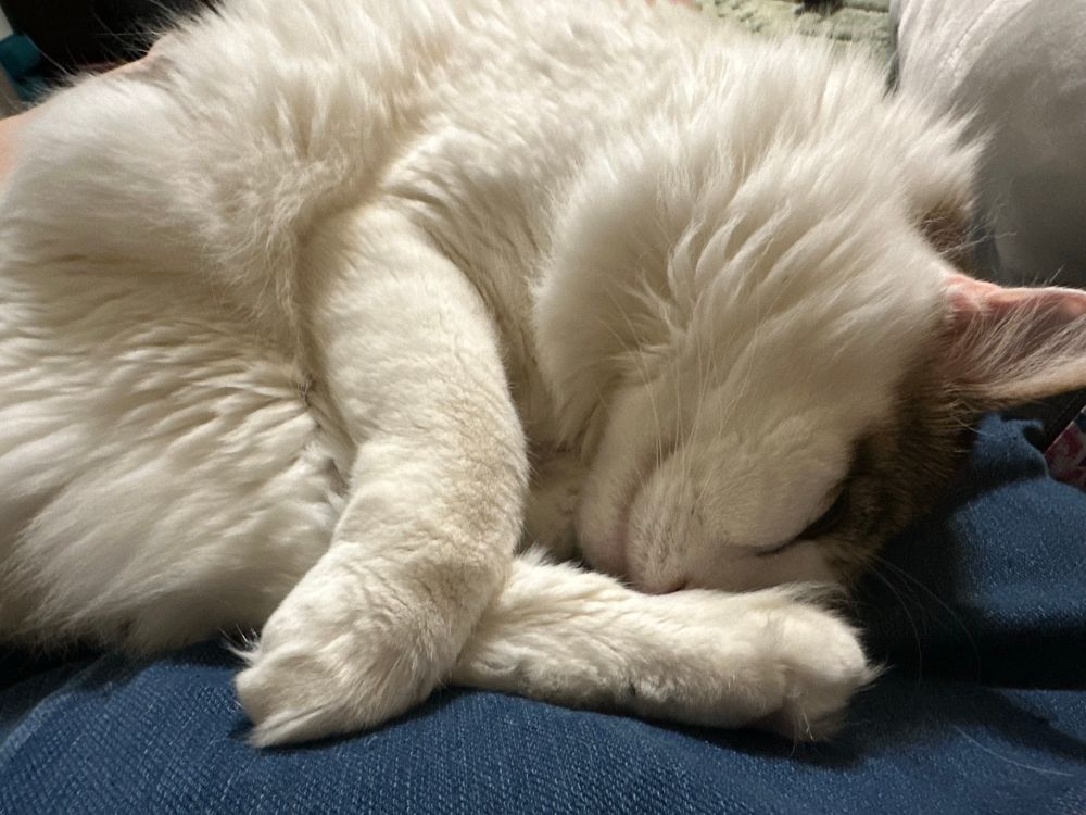 Prissy white long haired diva cat, curled up on some jorts. 