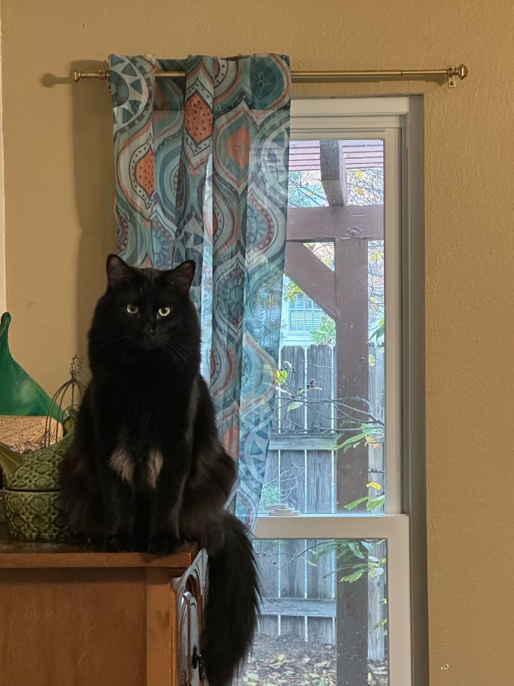 Beau, a 2 yr old black cat, perches on a dresser. His tail is draped elegantly over the edge and he is looking at the camera as though he is vaguely disappointed in you. This is his typical expression. You are a disappointment to Beau. I’m sorry.