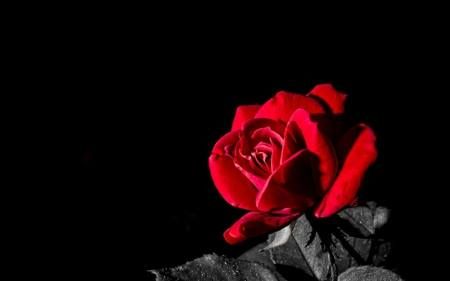 A fully bloomed red rose with black-grey leaves against a black background.