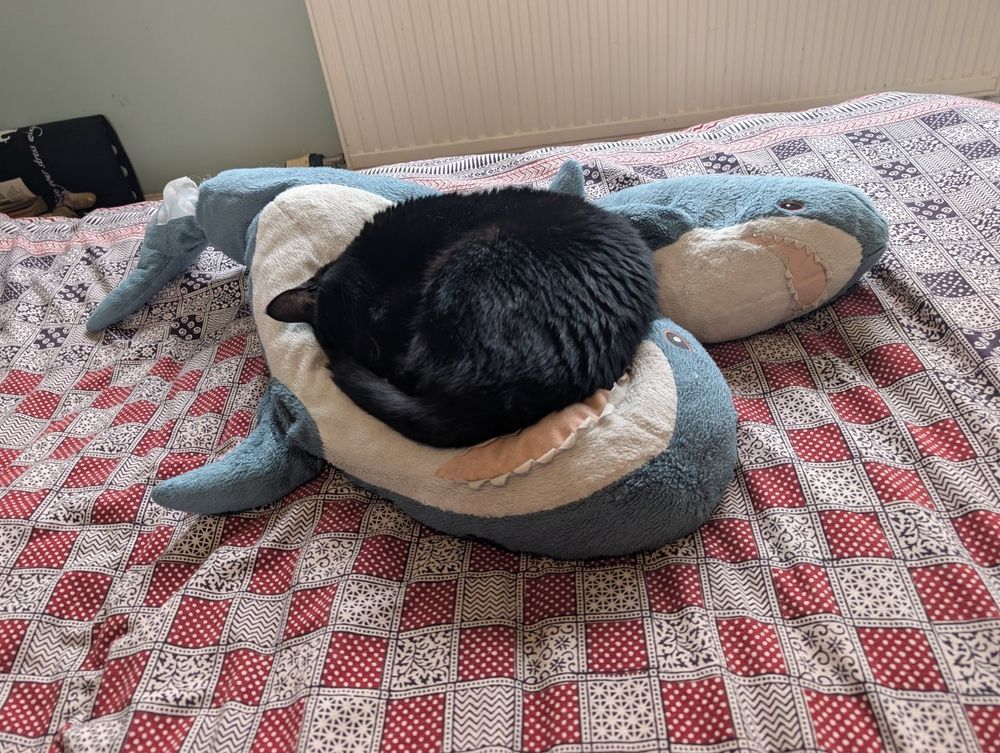 A black cat sleeping on two large plushie sharks