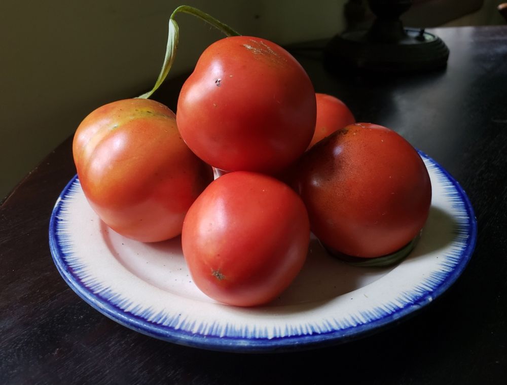 Five very round, very red tomatoes await their collective fate on an antique Leeds dish upon the kitchen table, lit by bright light coming through the window nearby.