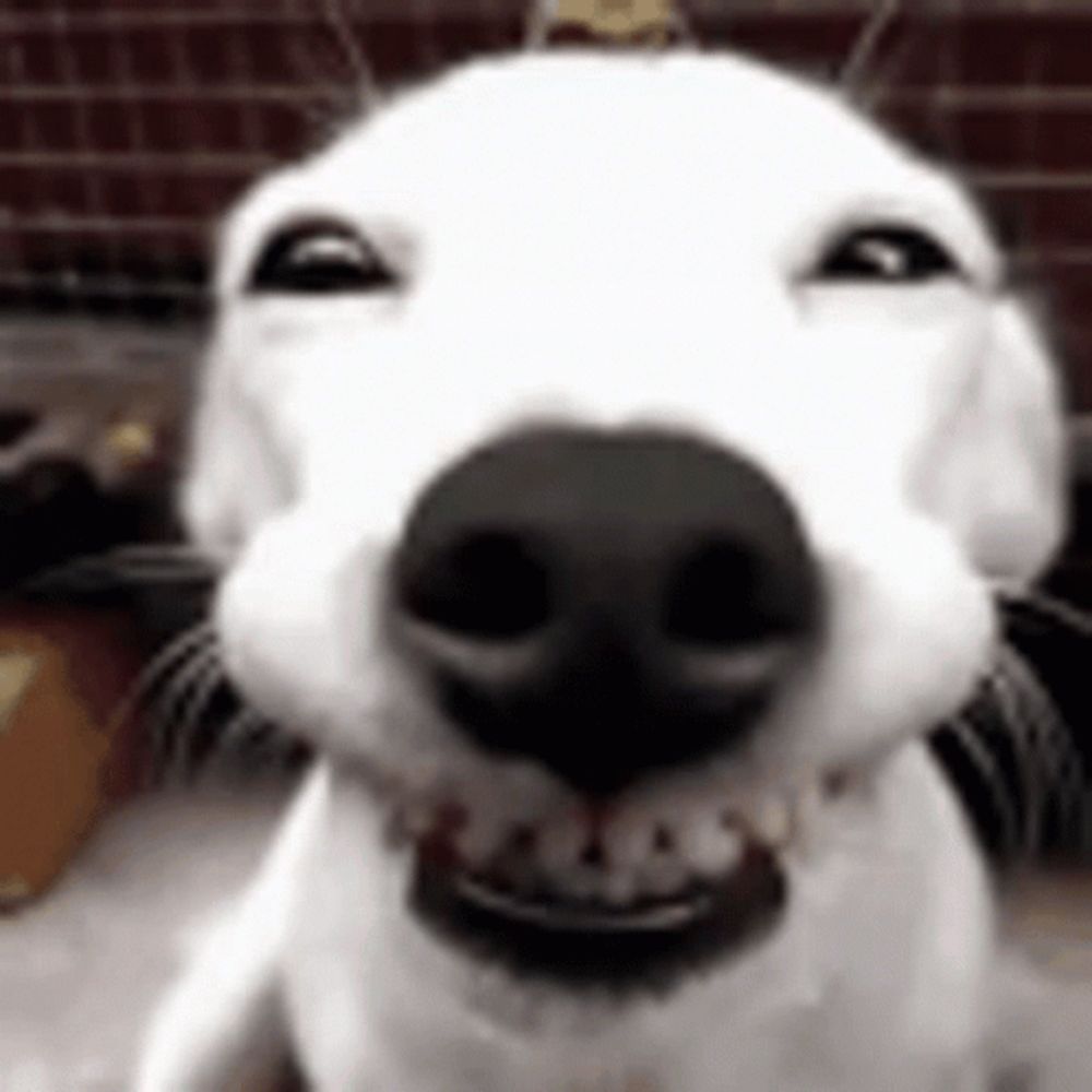 a close up of a white dog 's face with a big smile on it 's face .