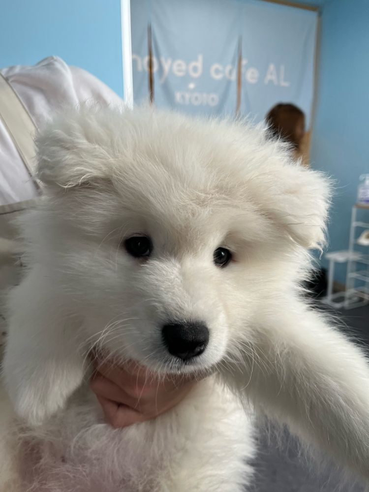 サモエドパピー、可愛い