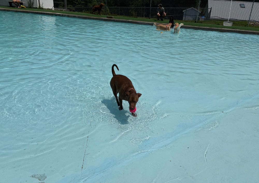 A brown pitbull standing in a wading pool holding a ball in her mouth