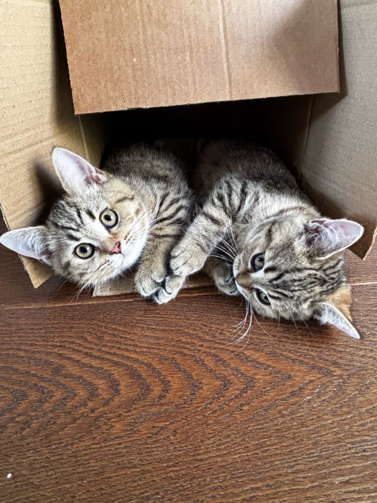 Two tabby kittens lying in a small cardboard box on its side on the floor, looking up. One is looking directly at the camera while the other is shyly side eyeing the camera but both look like very naughty toddlers who know they’ve been caught doing something they shouldn’t 