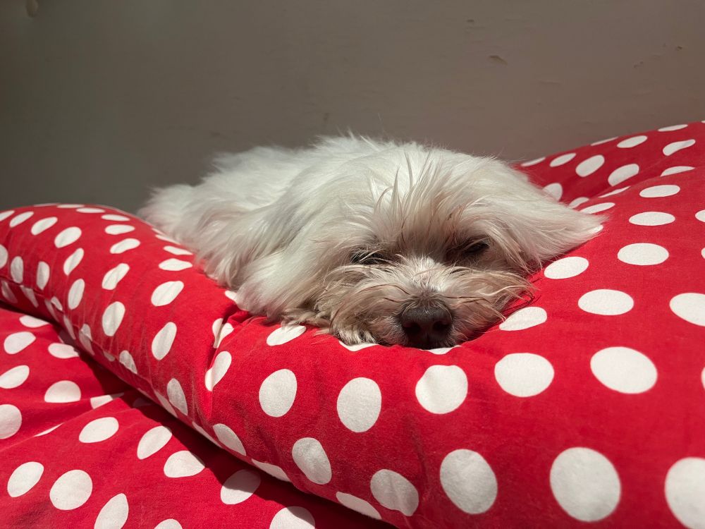 A white dog asleep on a spotty pillow 