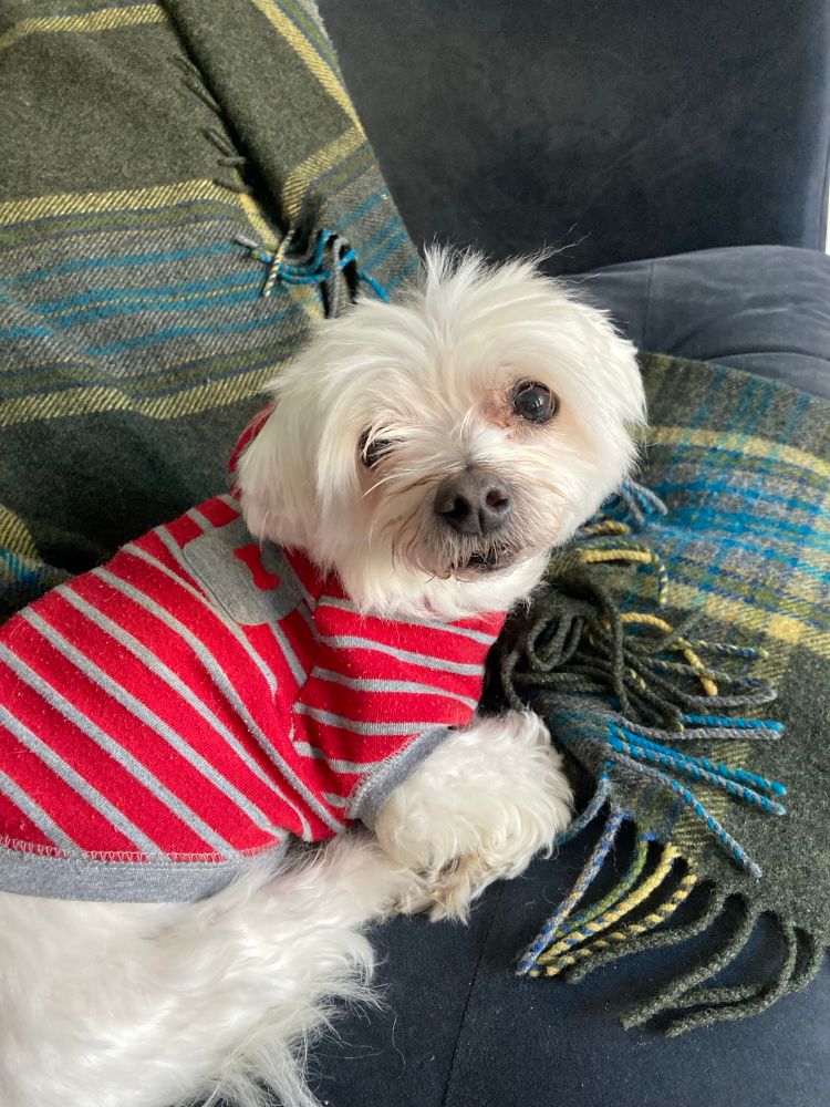 A white fluffy dog with a face like a little sloth 