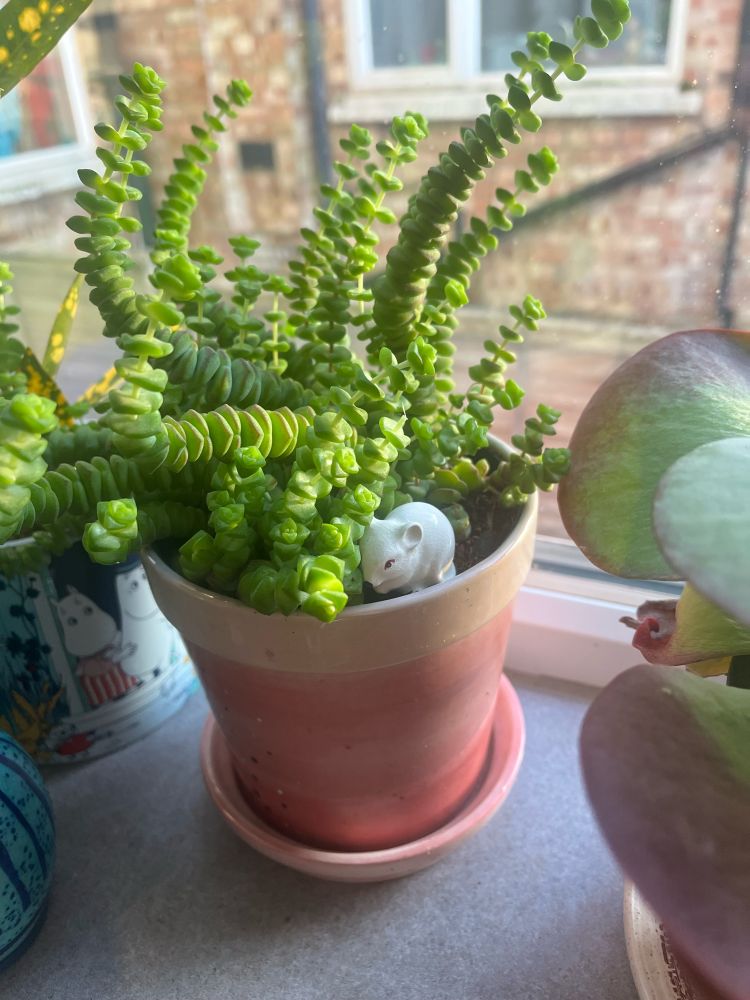 A small white mouse in a plant 