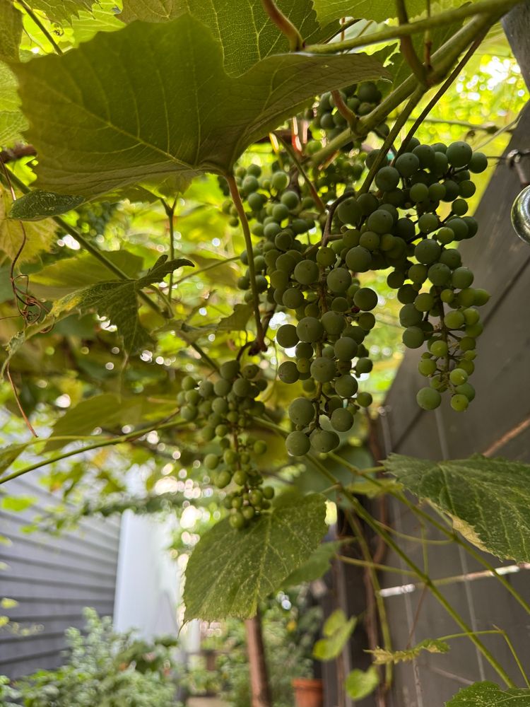 A bunch of concord grapes, still green, ripening on the vine.