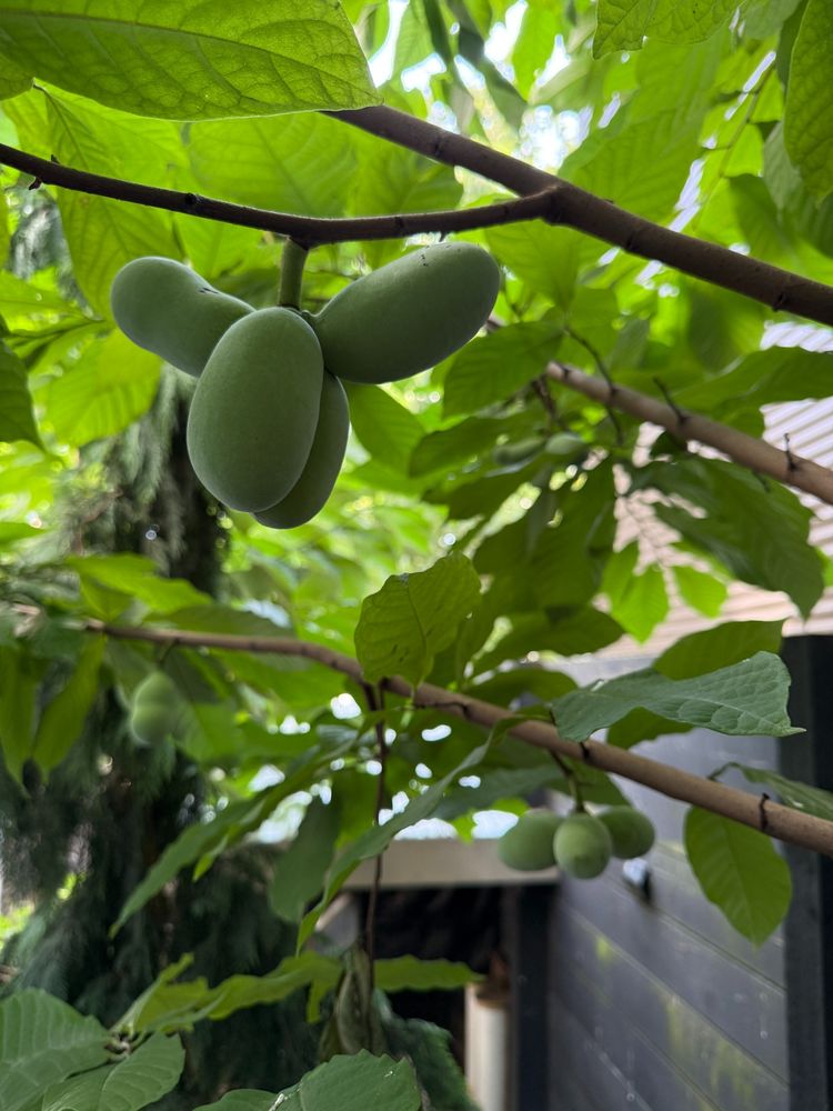 A bundle of paw paw fruits hanging off a paw paw tree.