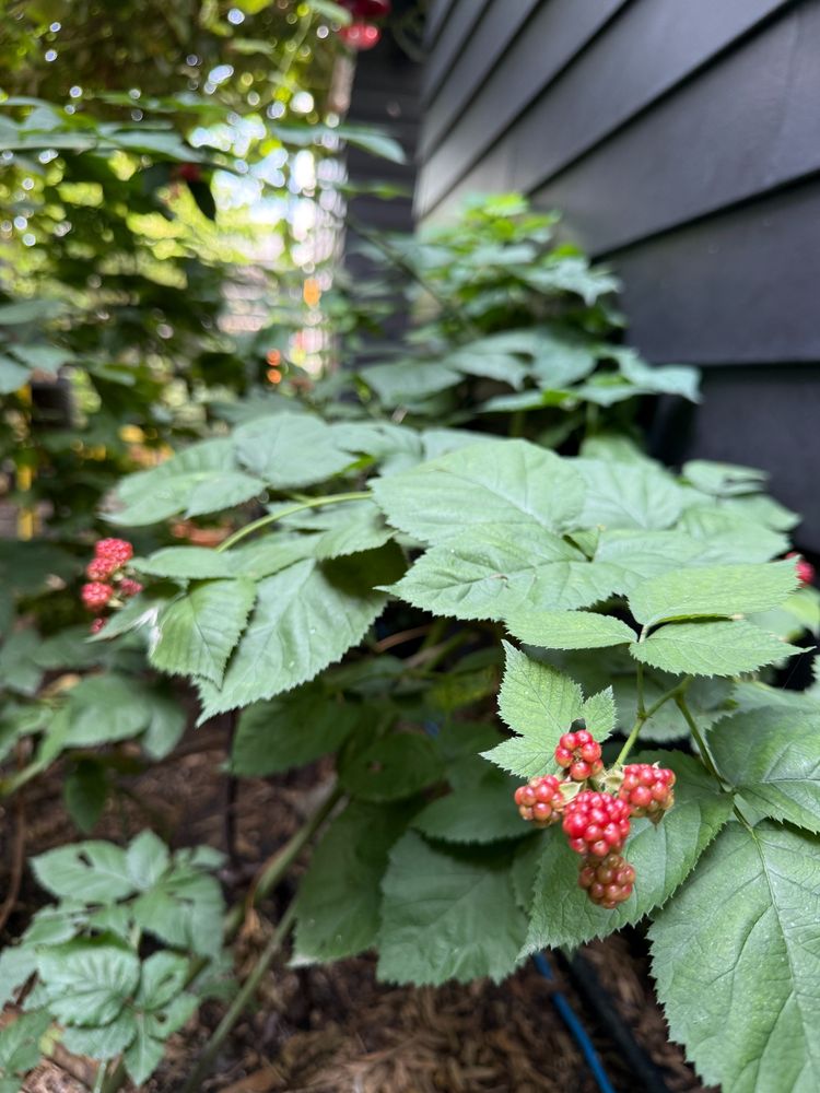 Raspberry bush with raspberries ripening on the vine.