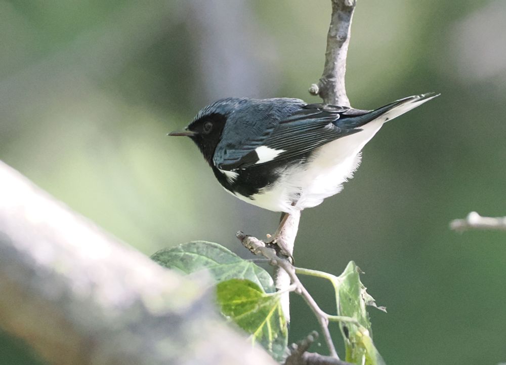 Black-throated Blue Warbler