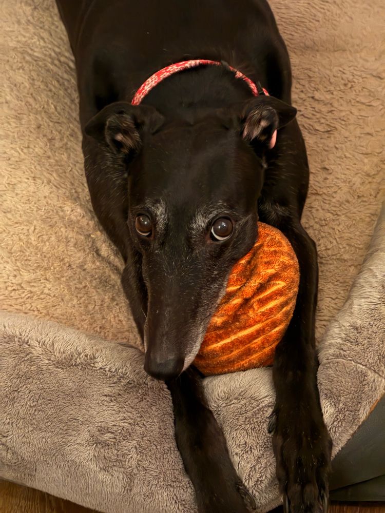 A black greyhound hugging a soft pumpkin toy, giving begging eyes to the camera