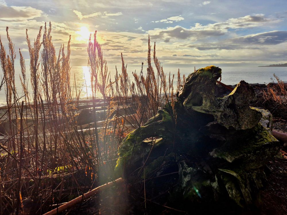 Sunrise off the coast of Vancouver Island, a large driftwood log lays on the shore beside tall wild grass.