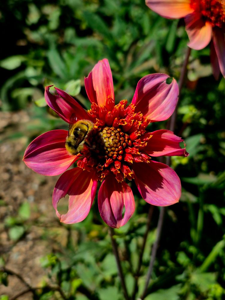 A bee pollinates a dahlia flower blooming in our garden. 