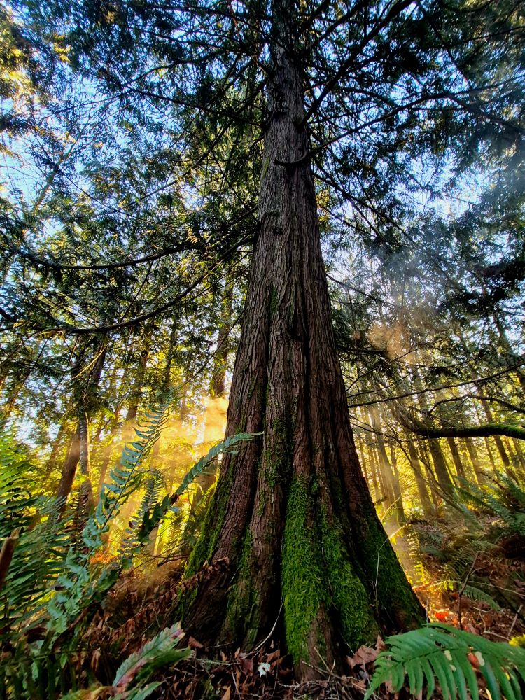 A tall tree grows towards the sky in the forest of Vancouver Island. The sun beams from behind it as the morning mist rises around it.