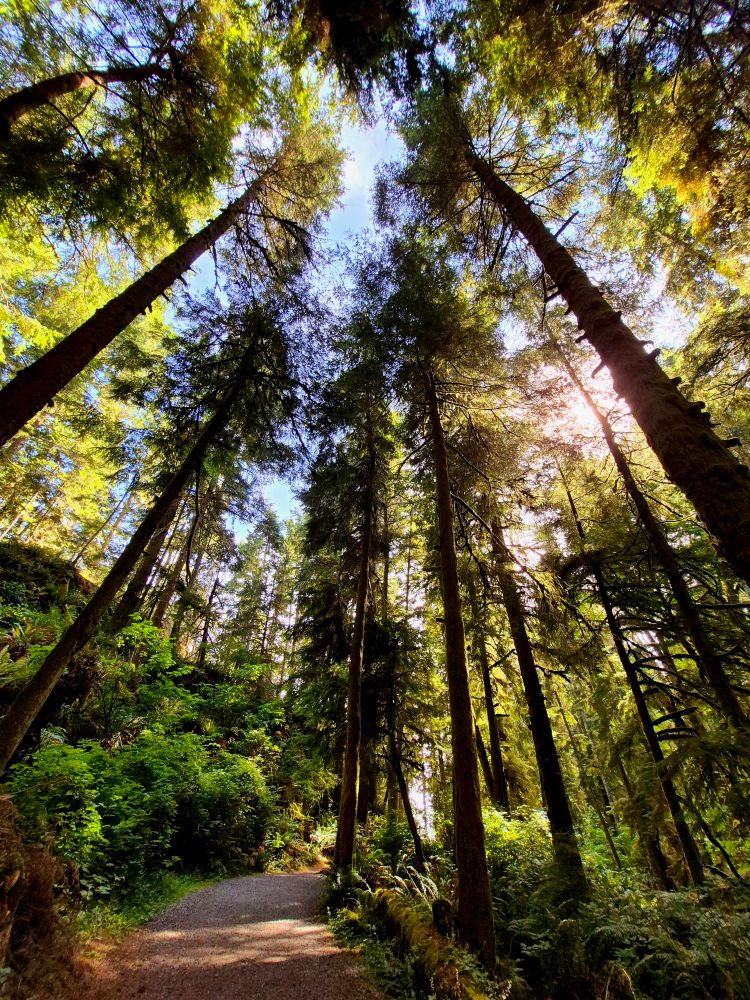 A hiking trail winds through the forest of Vancouver Island. Sunlight beams through the treetops. 
