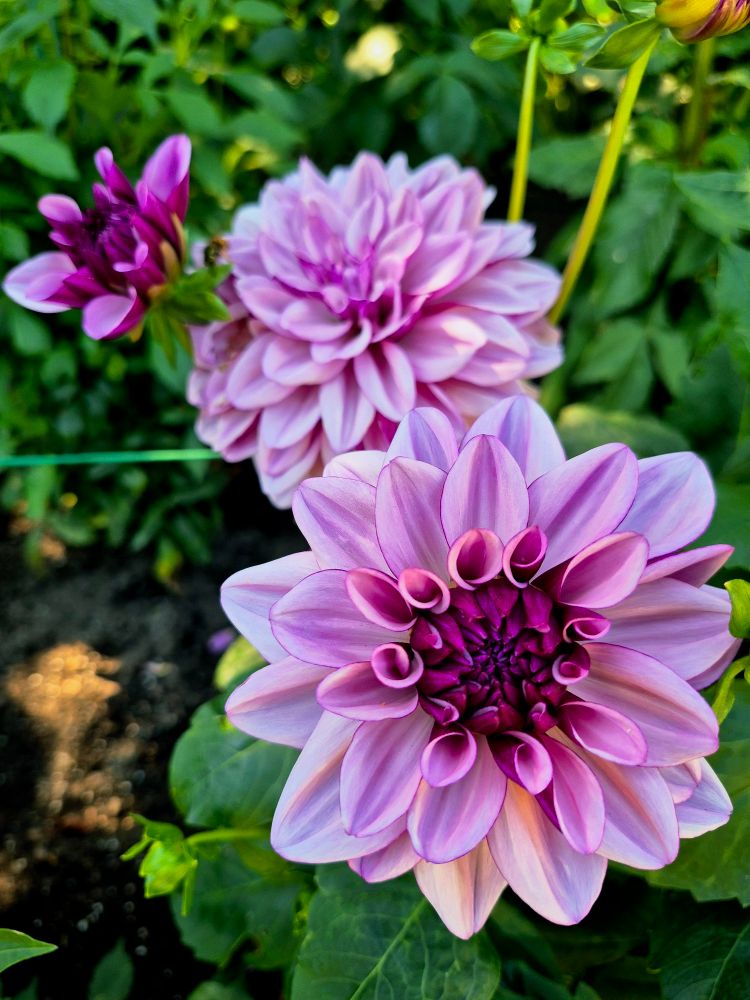 The image displays a beautiful Dahlia 'Crème de Cassis'. 
